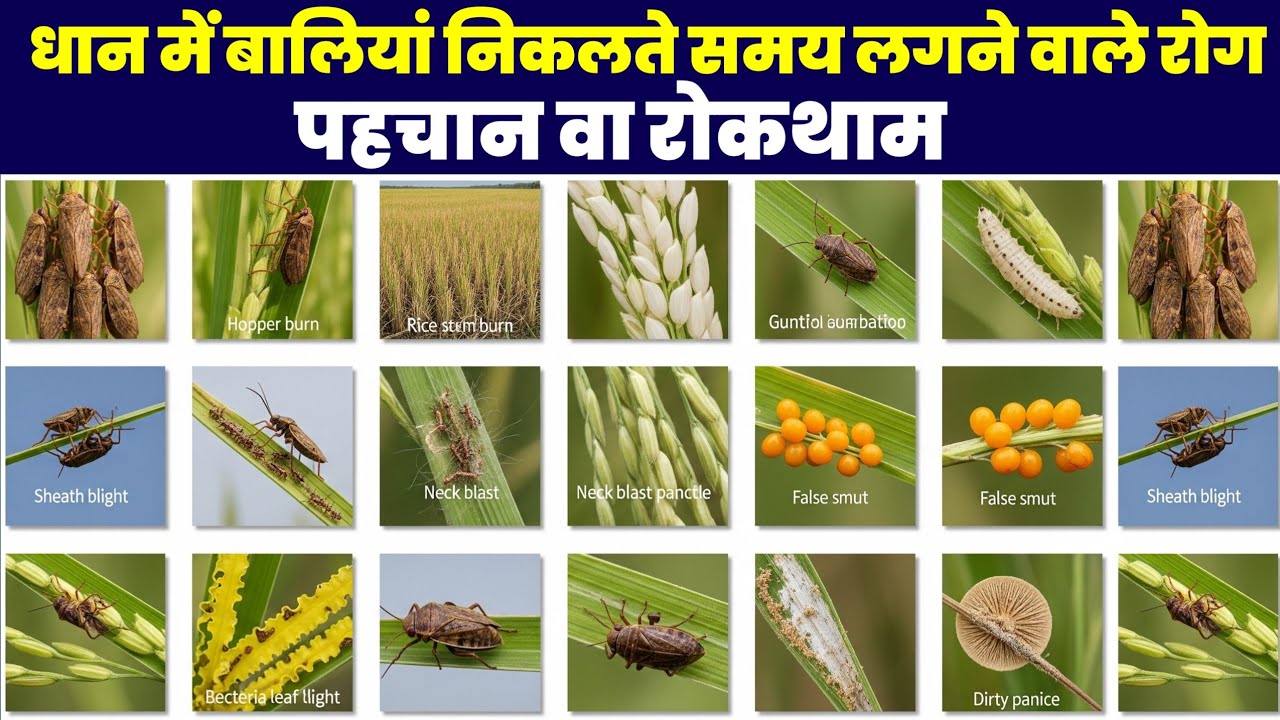 धान की बाली निकलने से कटाई तक की A-Z जानकारी | कीट, रोग, खाद का सम्पूर्ण प्रबंधन | Paddy Masterclass