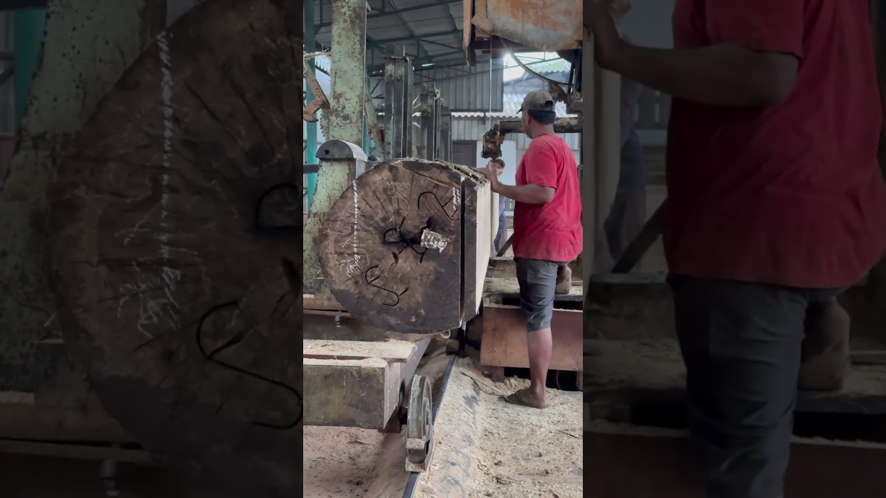 INCREDIBLE GIANT LOG CUTTING! Intense and Stunning Sawmill Action