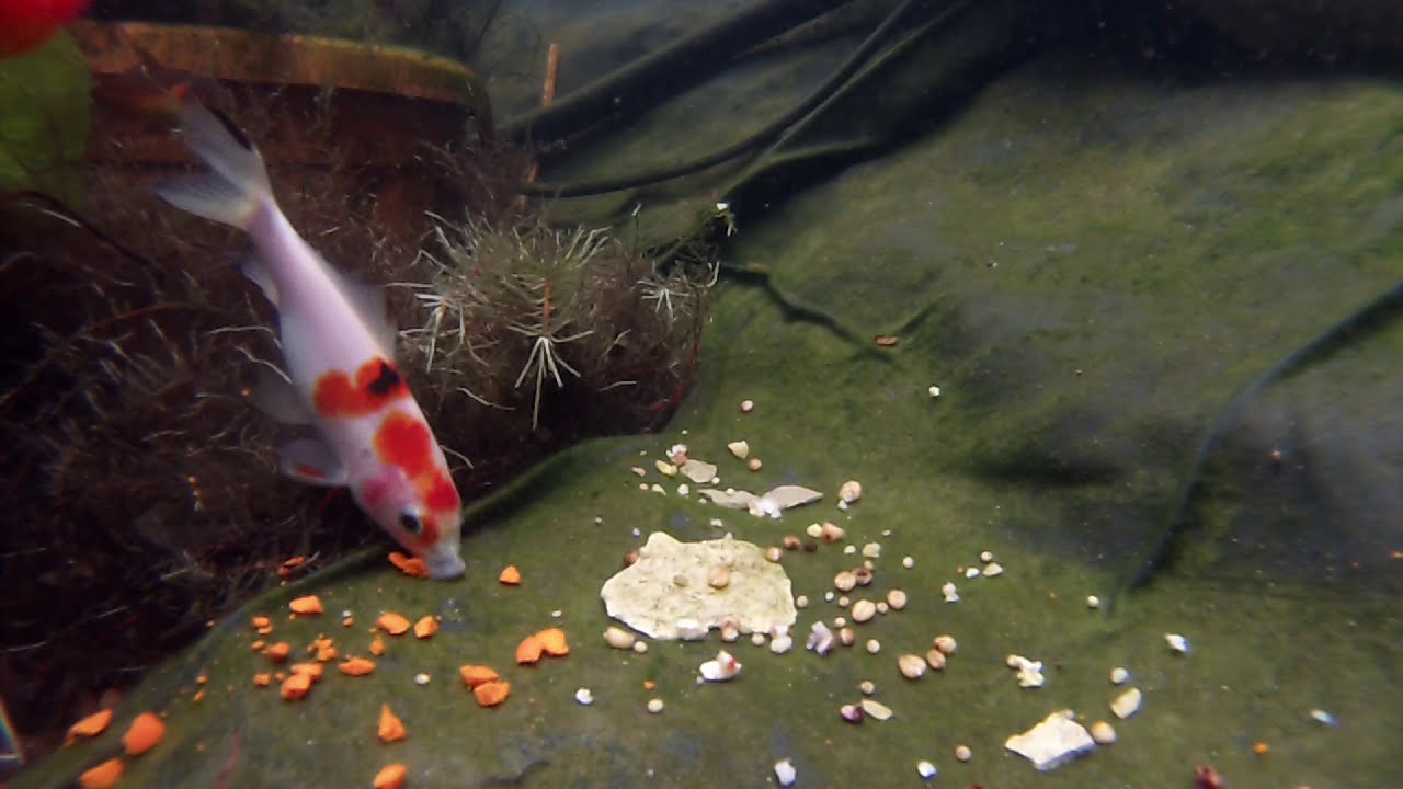 Test comparatif entre graines et bouillettes sur des poissons rouges