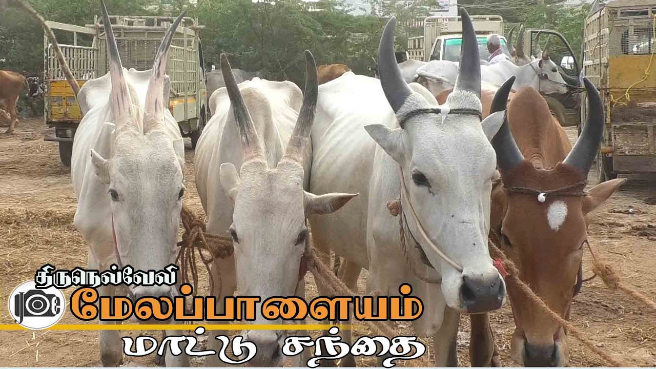 Melapalayam mattu santhai | மேலப்பாளையம் மாட்டு சந்தை