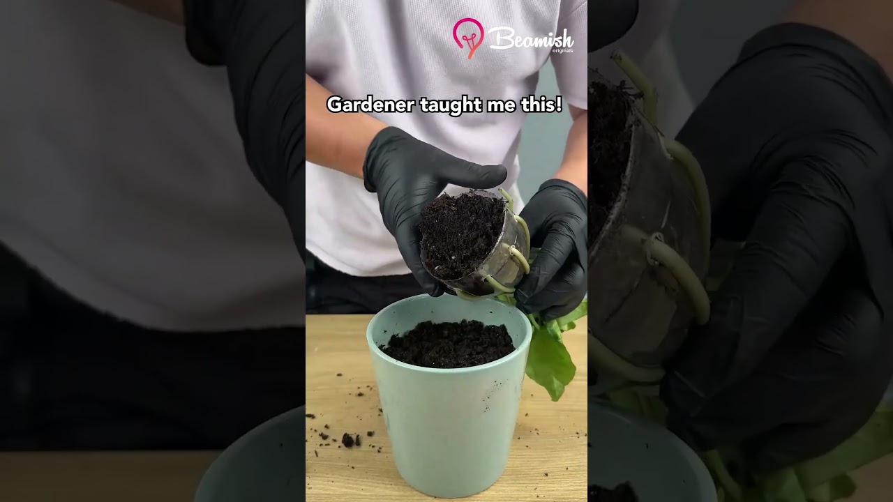 Plant propagation technique 
