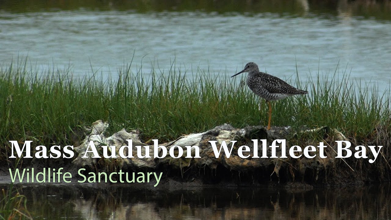 Wellfleet Bay Wildlife Sanctuary | Cape cod | Sony Ax53