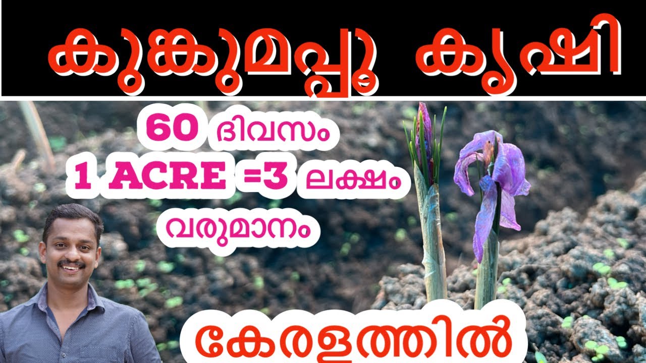 കുങ്കുമപ്പൂ കൃഷി #Saffron Farming #saffron cultivation # saffron marayoor #safrfron Kerala #kl06 fa