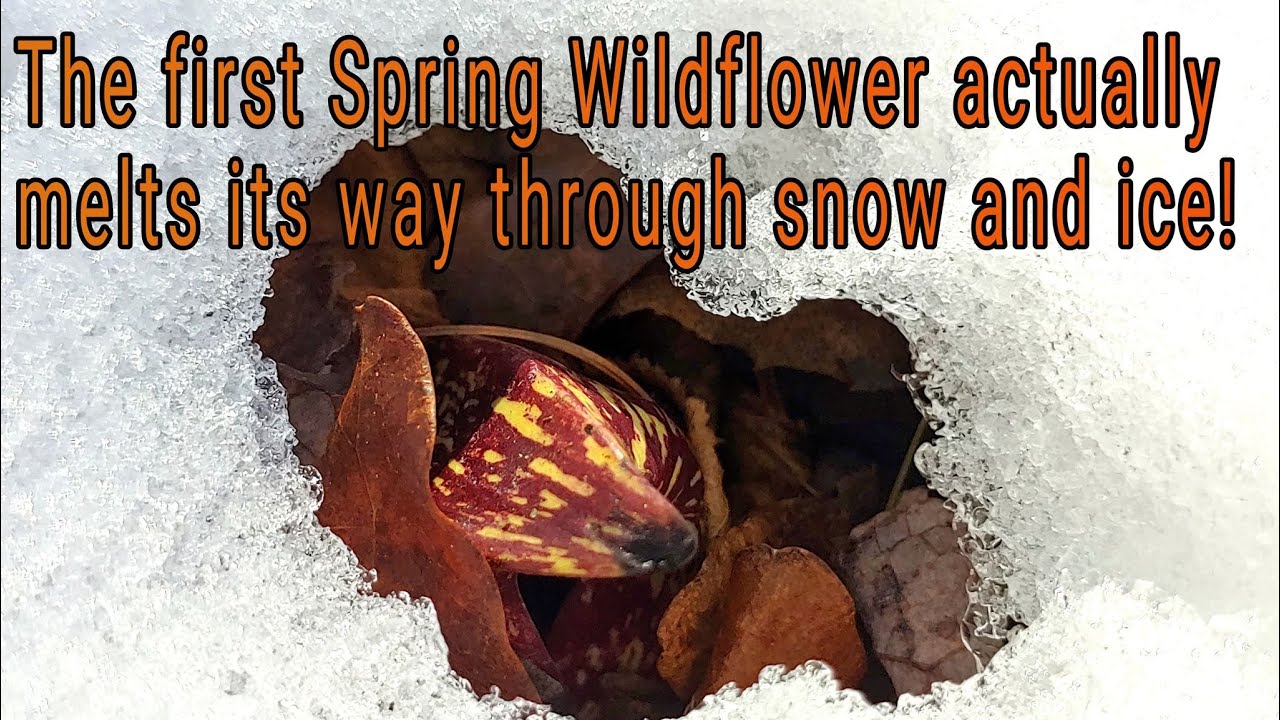 Skunk Cabbage melts snow and ice! Five Fascinating Facts you should know  including Thermogenesis!