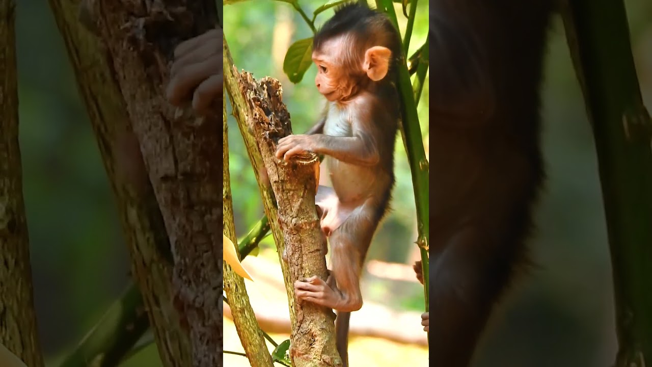 Adorable Wild Monkey  #monkeys #monkeyLibby #MonkeyRainbow #monkeyslife #babymonke#Savanahtroops