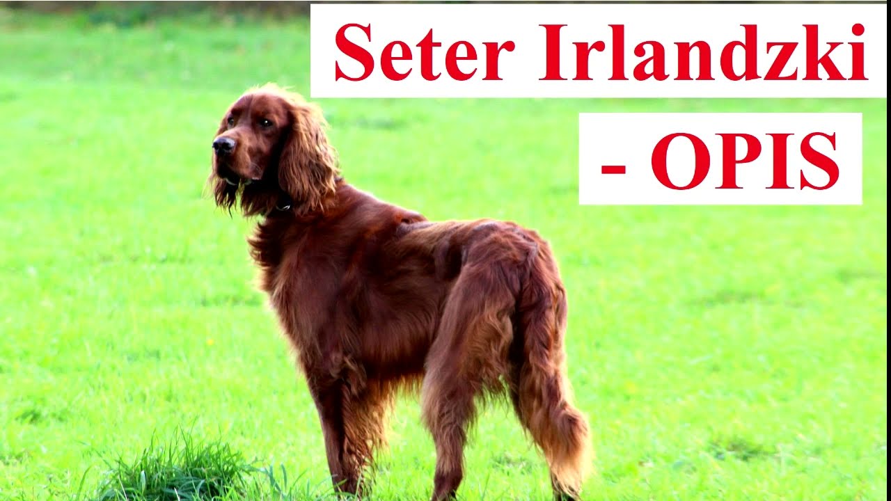 SETER IRLANDZKI - Opis rasy