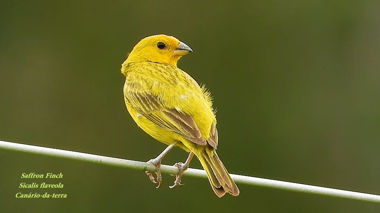 SAFFRON FINCH sounds (SICALIS FLAVEOLA), CANÁRIO-DA-TERRA, Free birds in the wild. Beautiful nature.