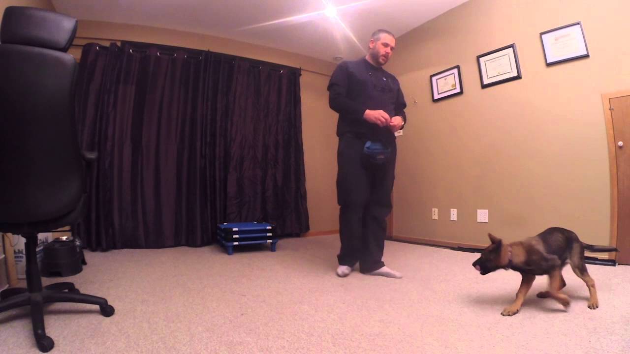 How To Begin Training Any  Dog At  Any Age! UPK9 Positive Training Foundation