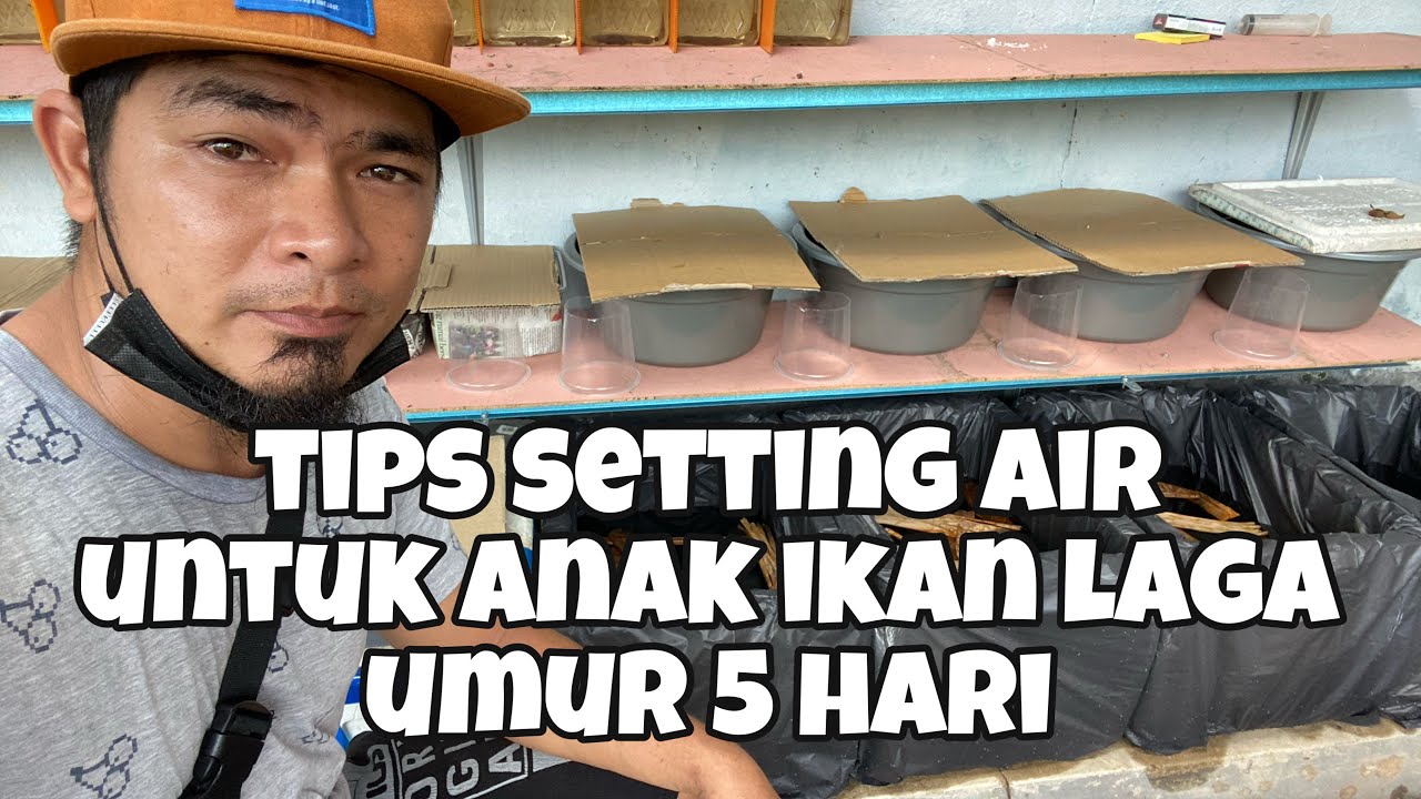 cara setting air anak ikan laga umur 5 hari di bekas pembesaran