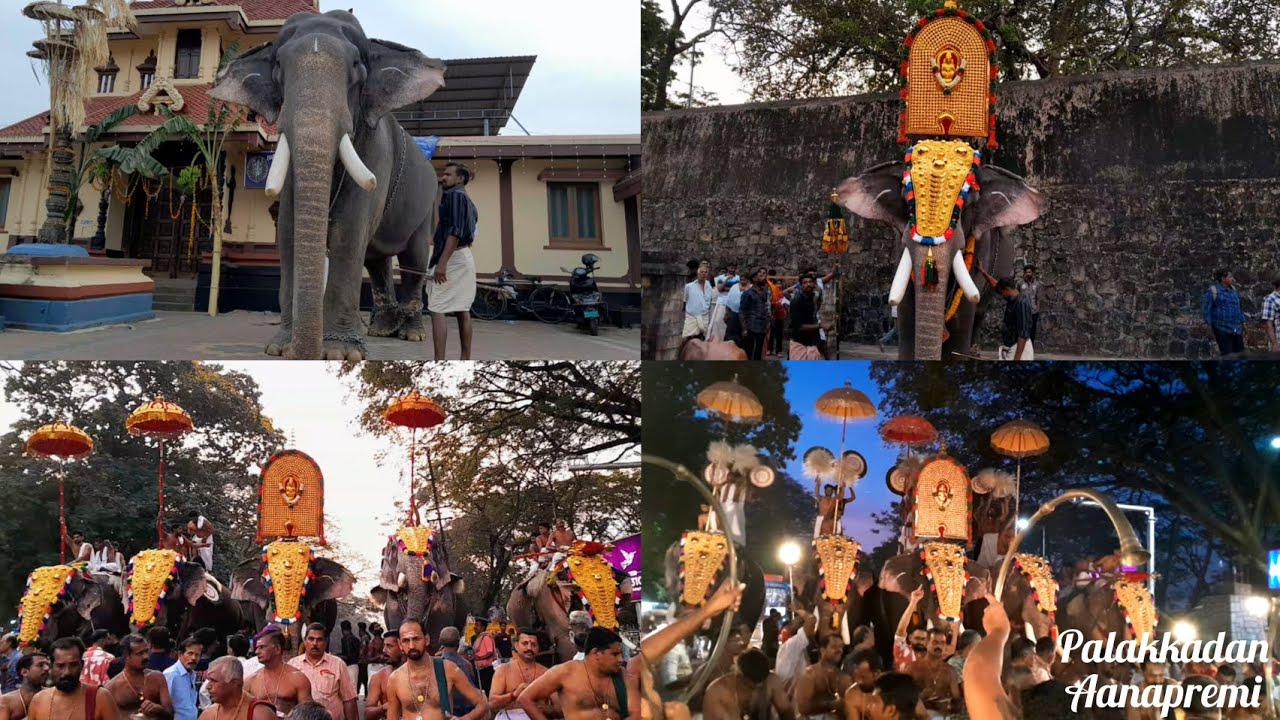 മണപ്പുള്ളിക്കാവ് അയ്യപ്പൻ വിളക്ക് മഹോത്സവം 2025 🔥 || പാമ്പാടി രാജൻ 🔥