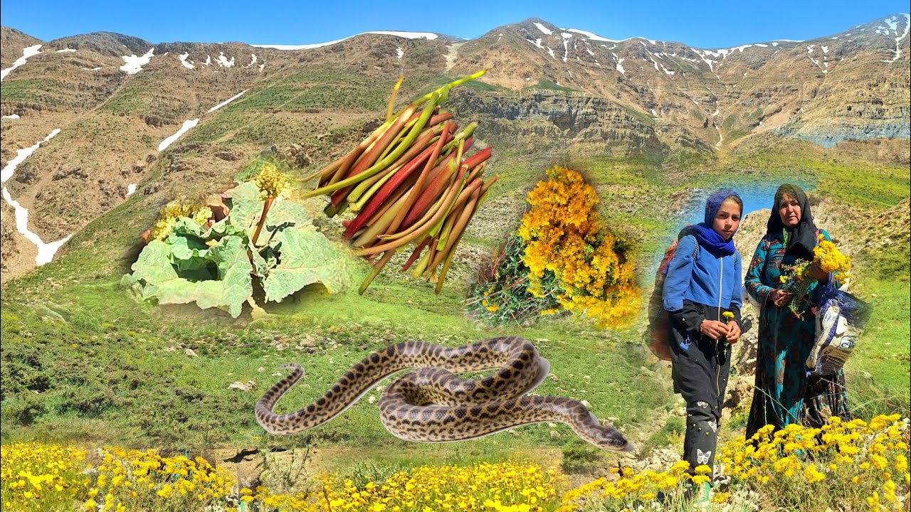 Nomadic Woman&rsquo;s Adventure in the Wild Zagros Mountains | Foraging Rhubarb, Wild Tea & Mountain Herbs