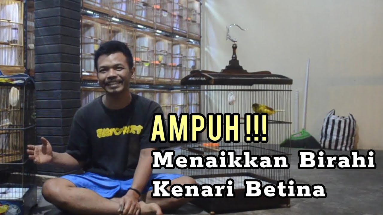 Cara cepat menaikkan BIRAHI kenari betina, terbukti AMPUH