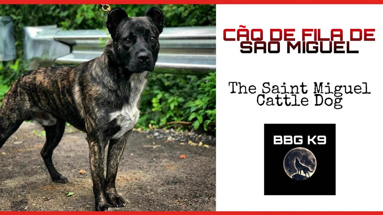 Cão de fila de são Miguel | Saint Miguel Cattle Dog | dog breed [facts] | BBG K9