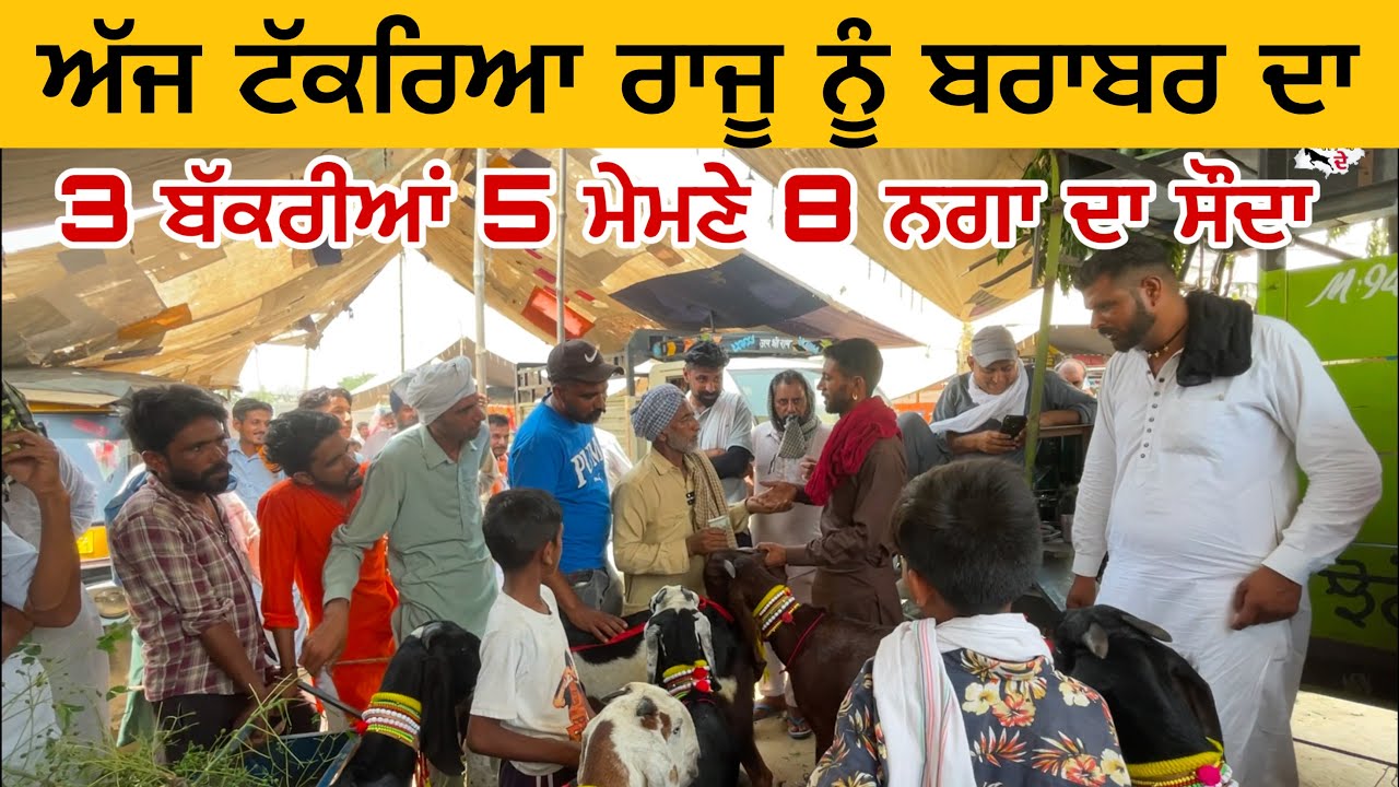 3 ਬੱਕਰੀਆਂ 5 ਮੇਮਣਿਆਂ ਦਾ ਰਾਜੂ ਲੱਗਾ ਸੌਦਾ ਕਰਨ | Tungwali bakra mandi | #goat #bakramandi #rajudirba