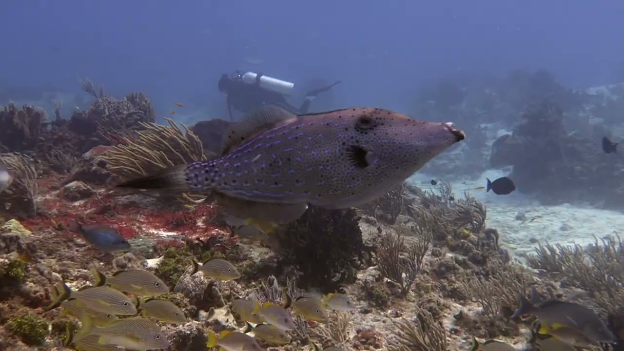 Cozumel
