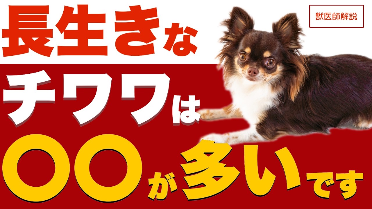 【完全版】平均寿命より長生きするチワワの秘密10選を獣医師が解説します