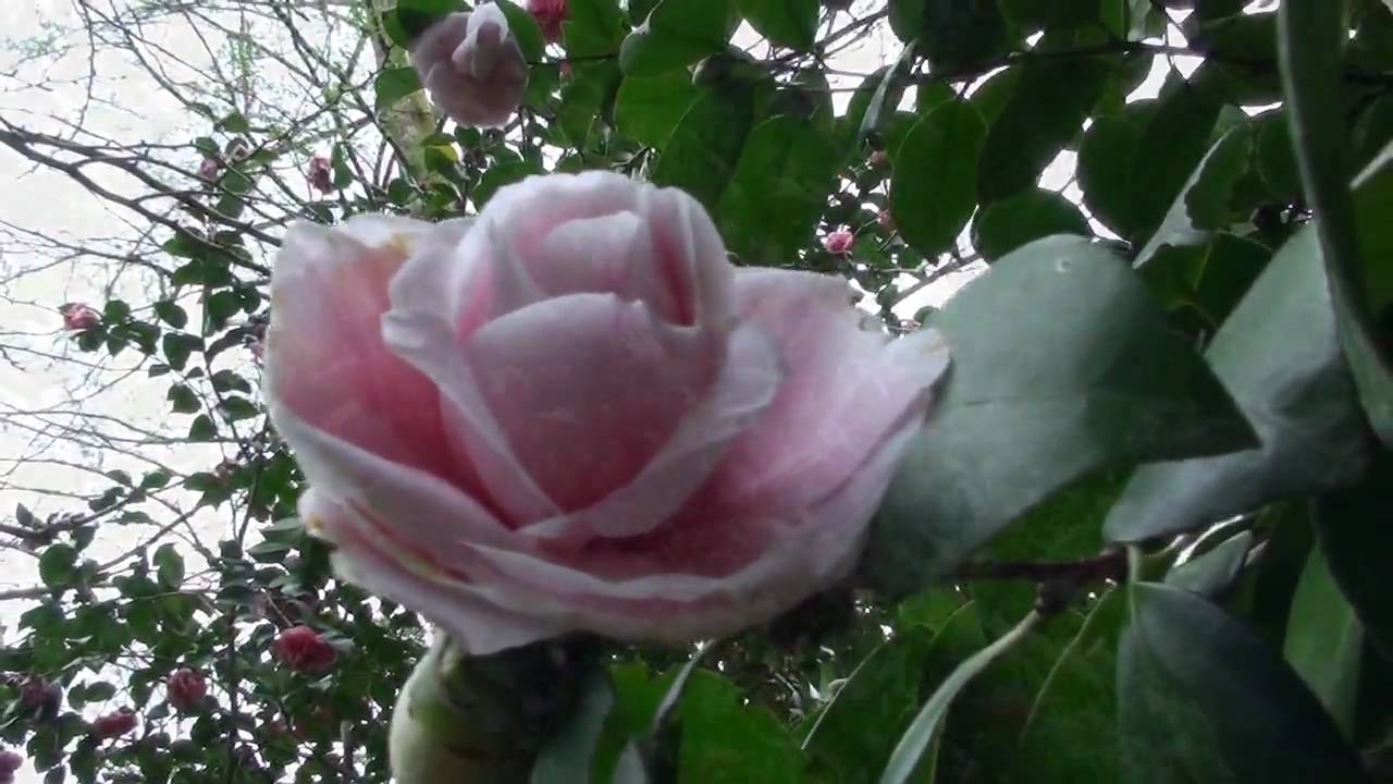 CAMELLIAS FROM LOURIZAN PALACE. PONTEVEDRA.