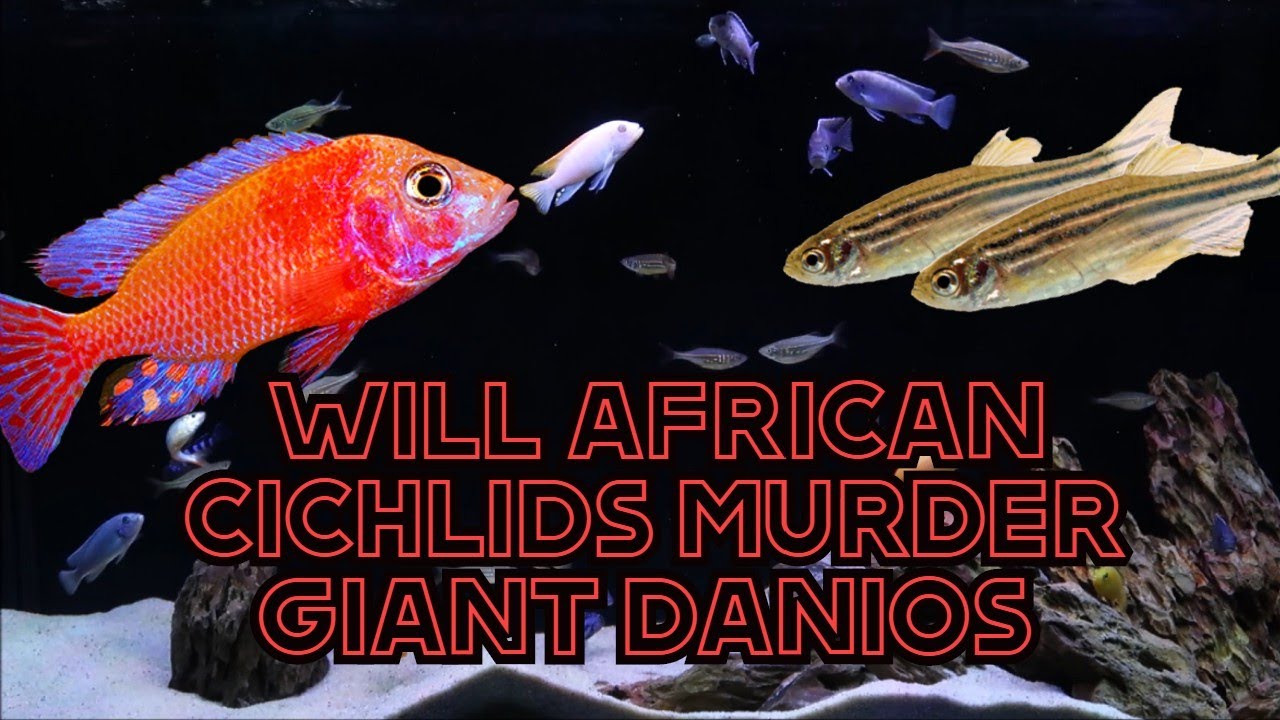 BLOOD BATH: African Cichlids with Giant Danios?!