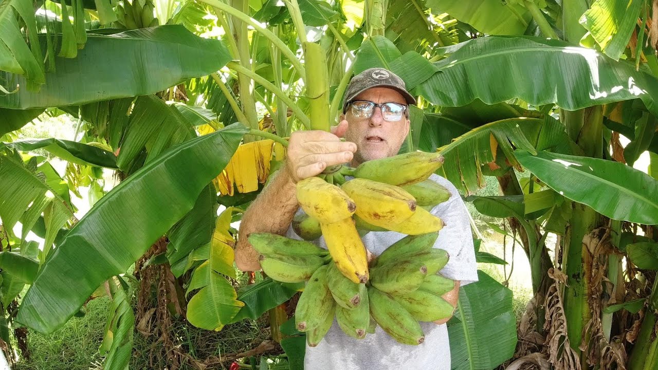 Harvesting some Orinoco Banana Racks.