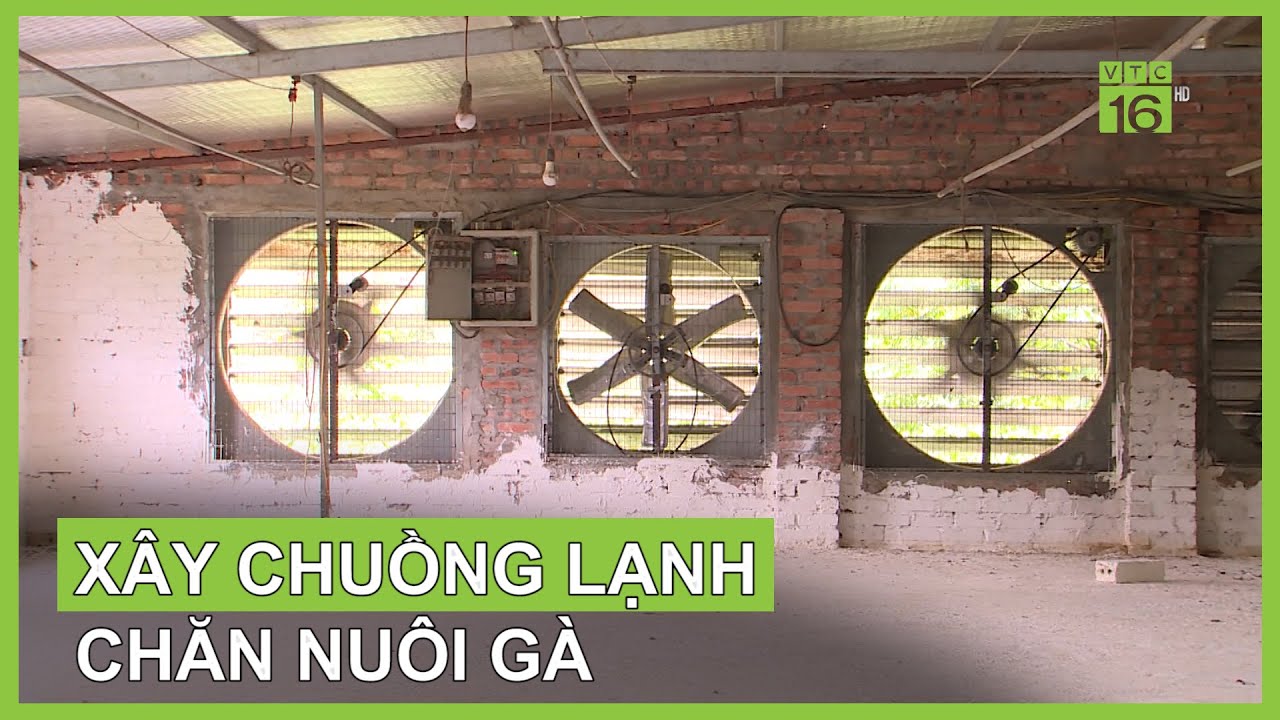 X&acirc;y chuồng lạnh nu&ocirc;i g&agrave; cần lưu &yacute; g&igrave;? | VTC16
