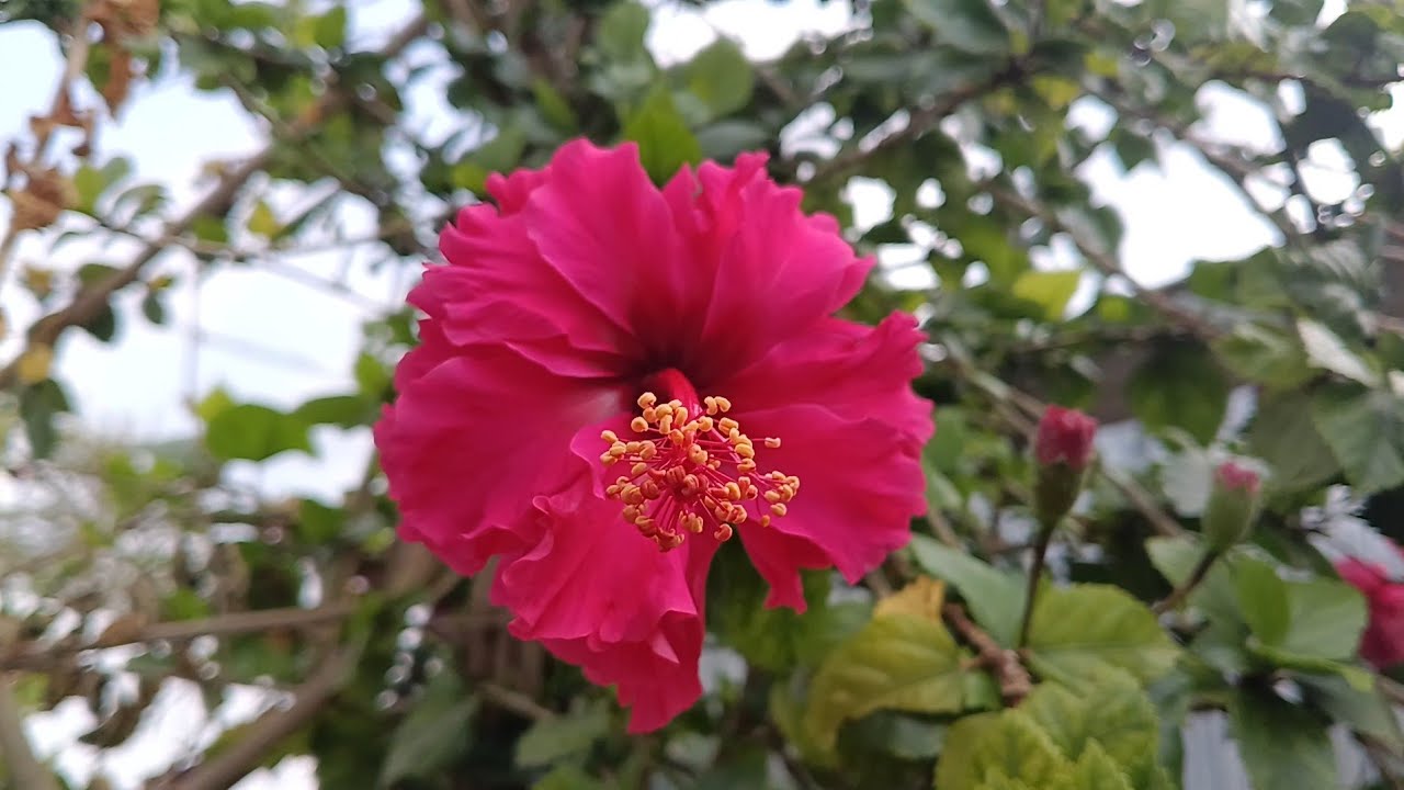 கண்ணைக் கவரும் அழகிய அடுக்கு செம்பருத்தி பூ  பயன்கள் 🌺🥰🌿 