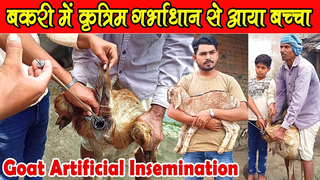 ।Goat Farming। बकरी में AI, कृत्रिम गर्भाधान से बच्चा ।Goat Artificial insemination। bakri me simen