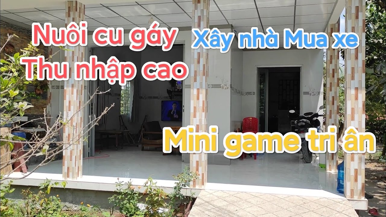Thu nhập cao từ mô hình nuôi chim cu gáy. Mini game tri ân anh em đam mê.