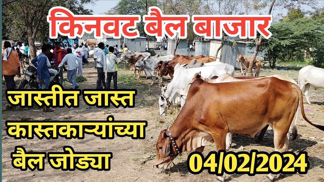 जास्तीत जास्त कास्तकाऱ्यांच्या बैल जोड्या ||  किनवट बैल बाजार || बैल बाजार || bail bazar