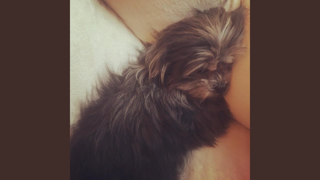 NARCISSUS