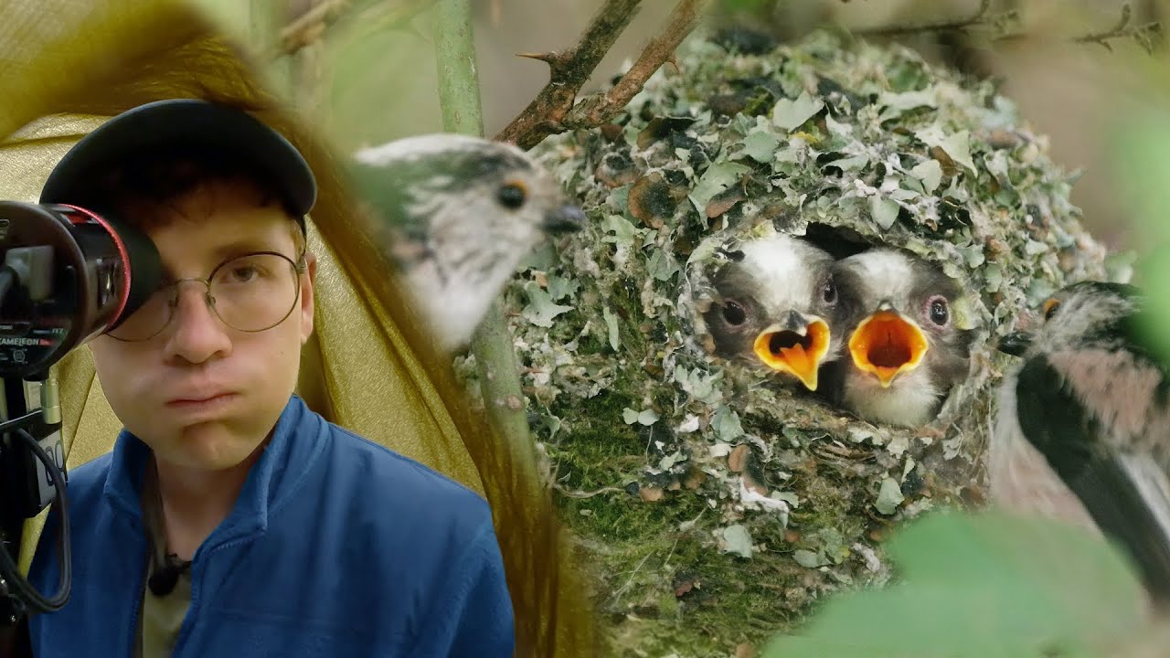 I Spent 4 weeks Filming Britain's Fluffiest Birds! (Just to see them Fledge)