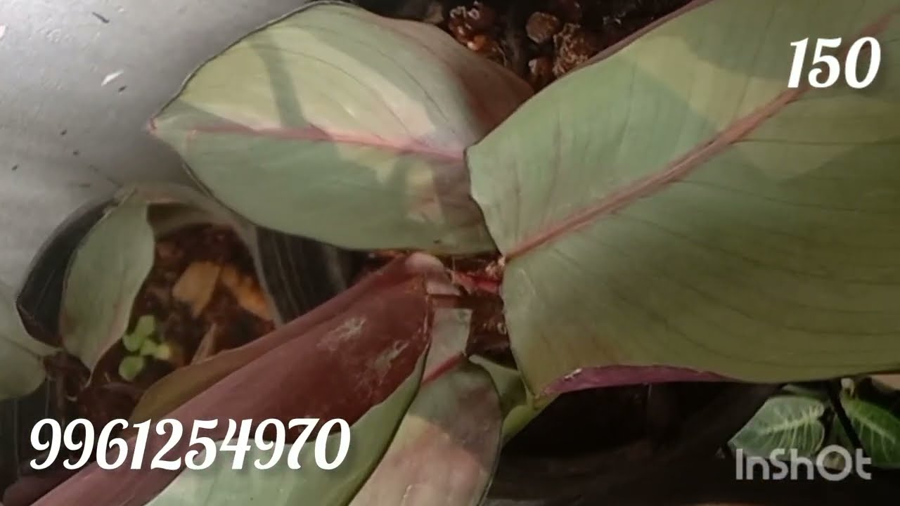 Aglonima, Calathiya plants ready for sale🔥 #colourfulplants #aglonima #calathiyaplantsrate #calathea