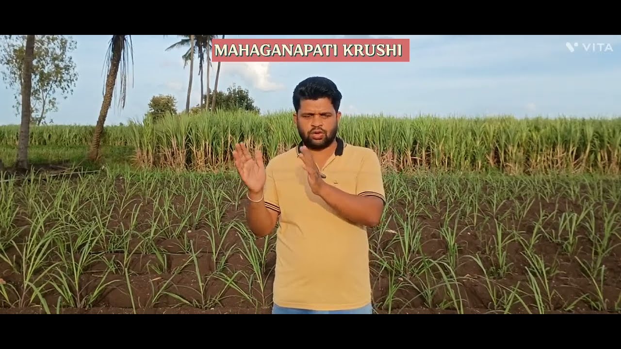 How to identify and manage the Early shoot Borer in Sugarcane farming?