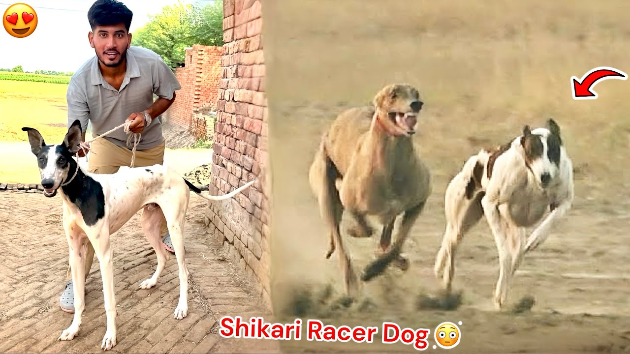 SHIKAR KY LEAY RACER SHIKARI DOG LE RHY HAIN😍