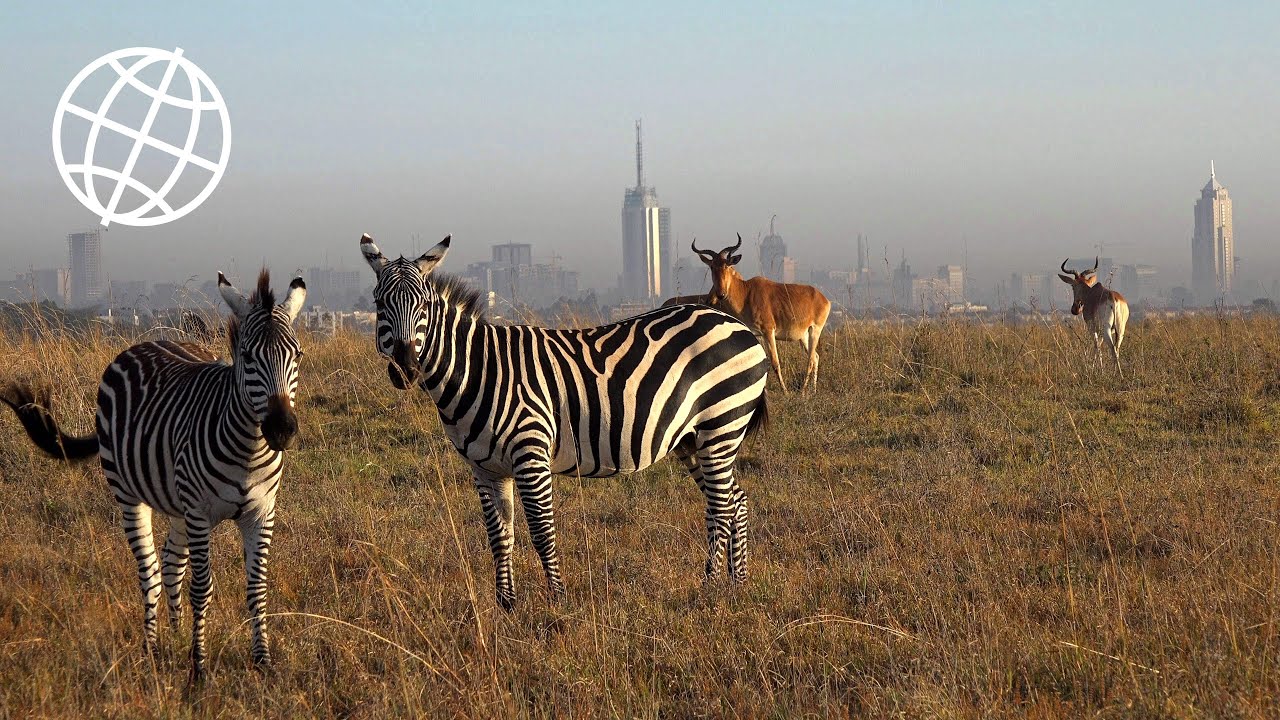 Nairobi National Park, Kenya  [Amazing Places 4K]