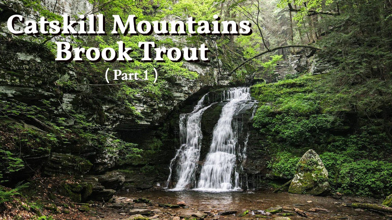 This Creek is a BROOK TROUT FACTORY !! (Fly Fishing Catskill Mtn Brook Trout  p1)
