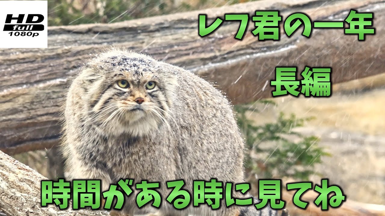 【追悼】2024年レフ君の一年　長編