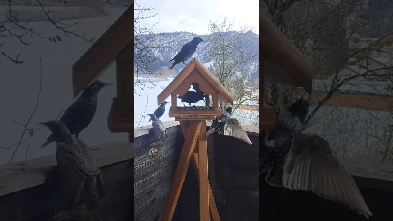In the Hour of Anticipation: Winter Birds