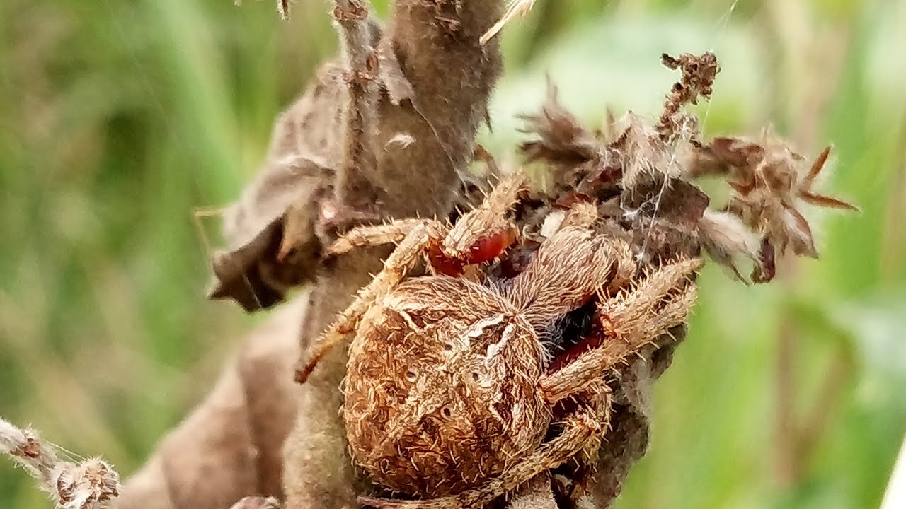 Mga ka bossing..ang Pag hunting namin kahapon kaso kunti lang nakita namin #spiderhunting#viral