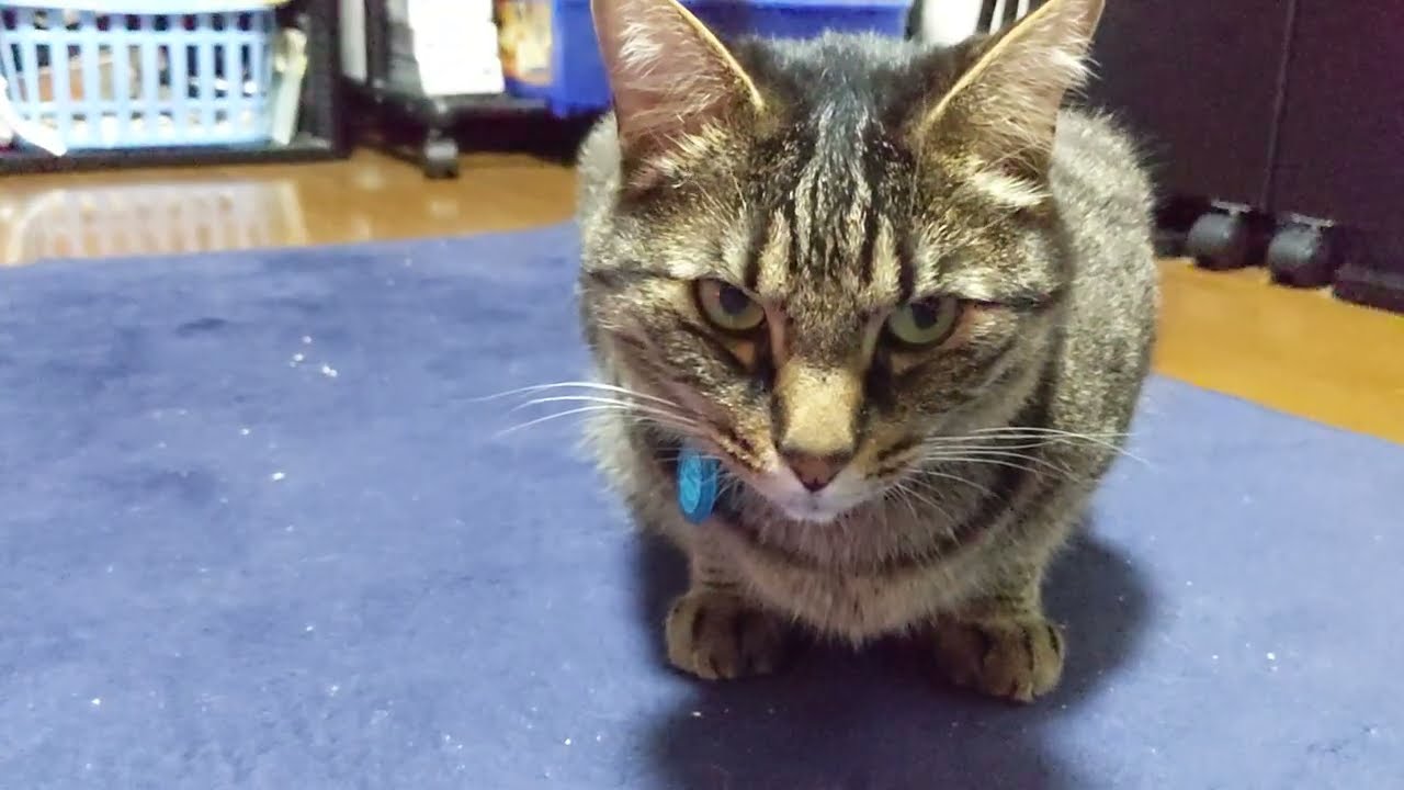 恐怖！首なし猫
