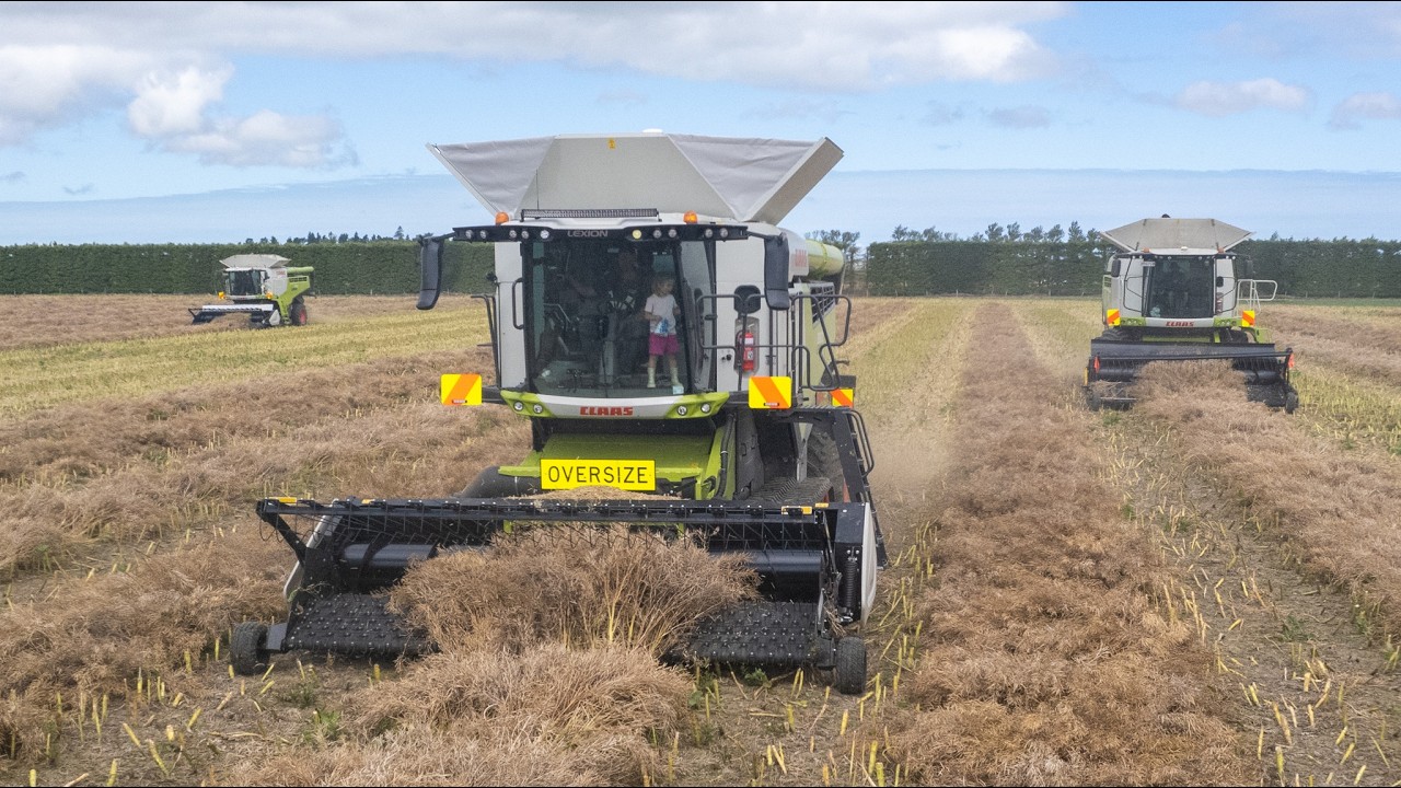 3X CLAAS LEXION 8800TT Harvesting Kale