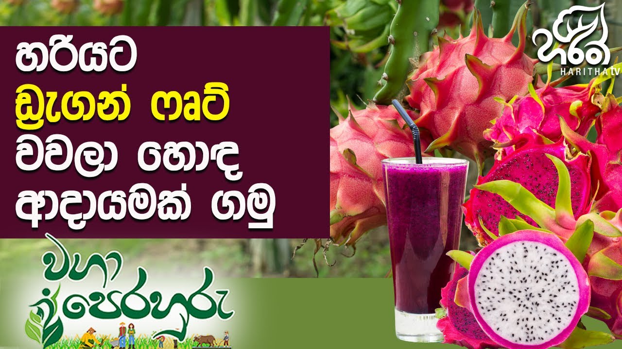 හොඳ ඩ්‍රැගන් ෆෘට් අස්වැන්නක් ගන්න හරිම ක්‍රමය | Haritha Tv | Waga Perahuru | Dragon Fruit