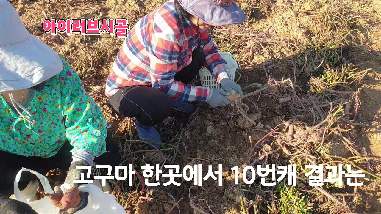 고구마이삭을 같은밭에서 계속캐면 그결과는??
