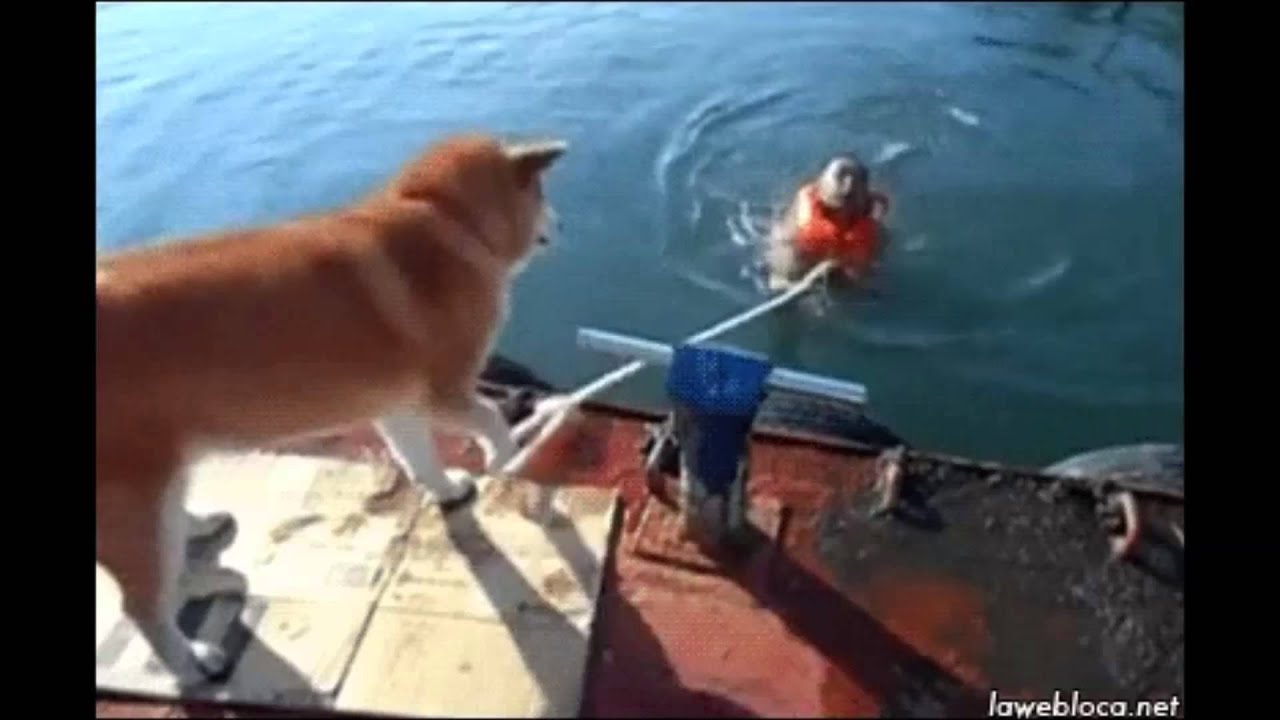 Thug Doge of the High Seas