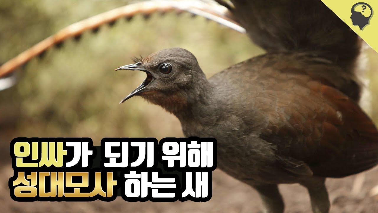짝짓기를 위해 성대모사를 하는 인싸 새 '금조'