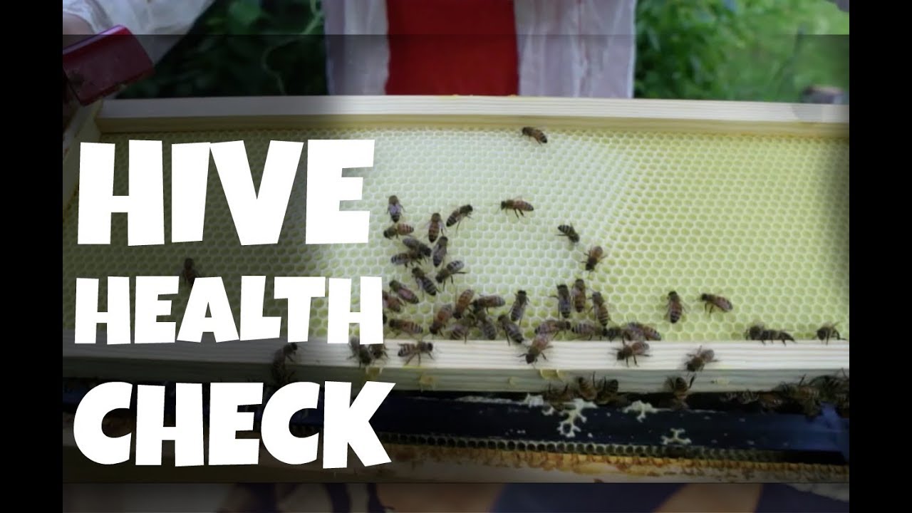 Making Sure My Hives Are Queen Right & Healthy  -- Bee Vlog#14, 2018
