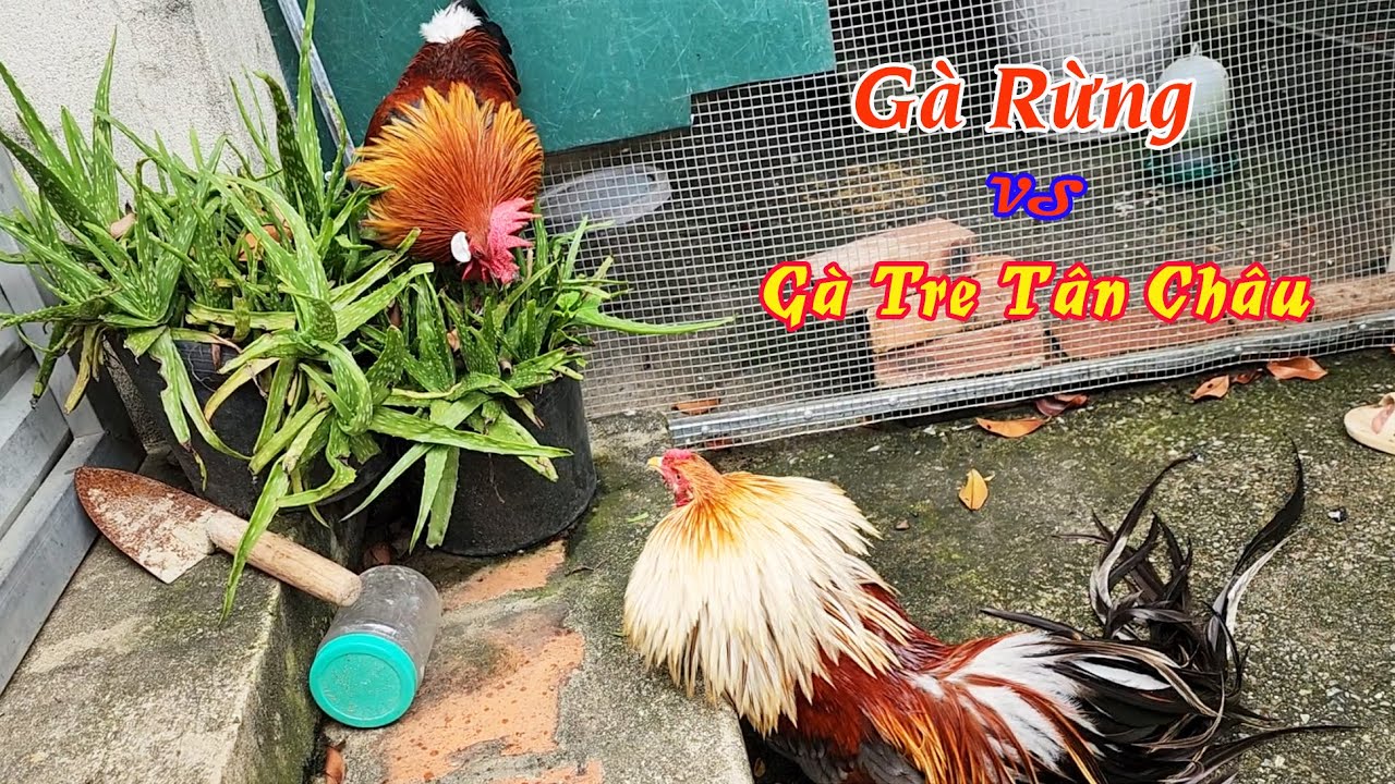 Thử Phản Ứng Gà Rừng Với Gà Tre Tân Châu Khi Mặt Đối Mặt Nhau | Tuấn Nghịch TV