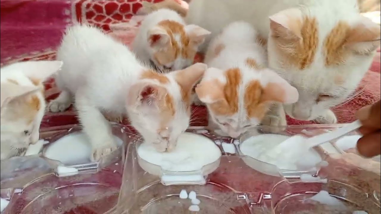 Heartwarming Rescue 💔🐱 | Feeding Hungry Kittens & Weak Mom Cat Fighting to Survive