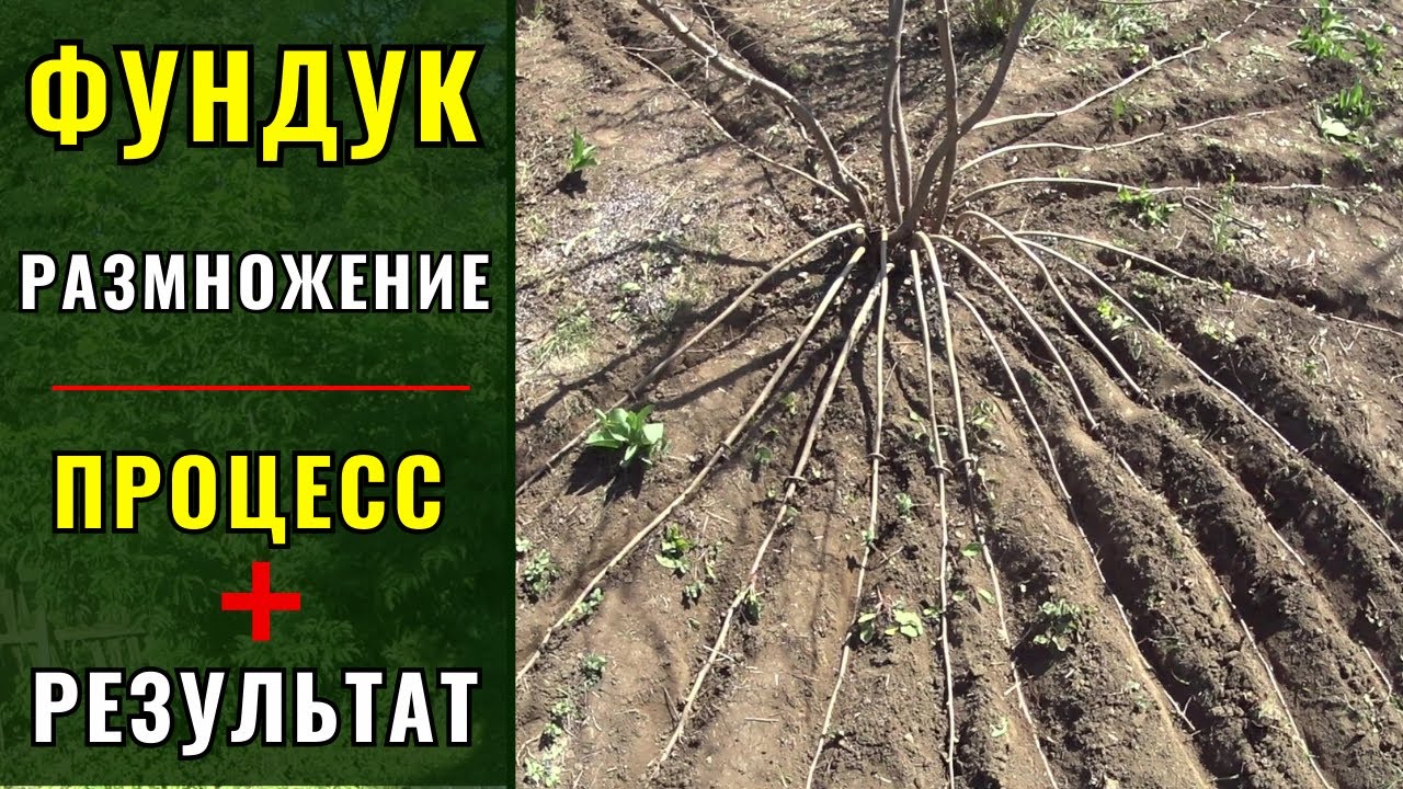 Фундук - размножение. 