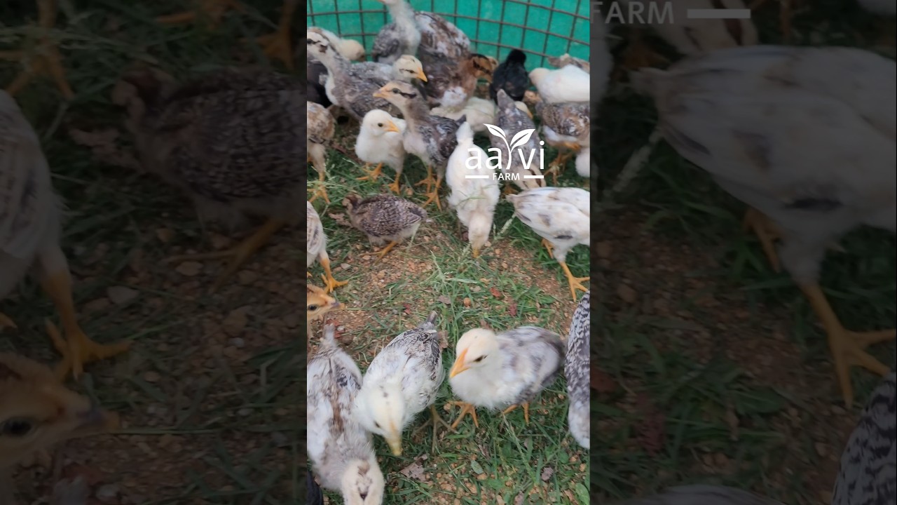 1 Month Chicks | Natukodi Pillalu | Desi Country Chicken Chicks | Native Village Hen Farming