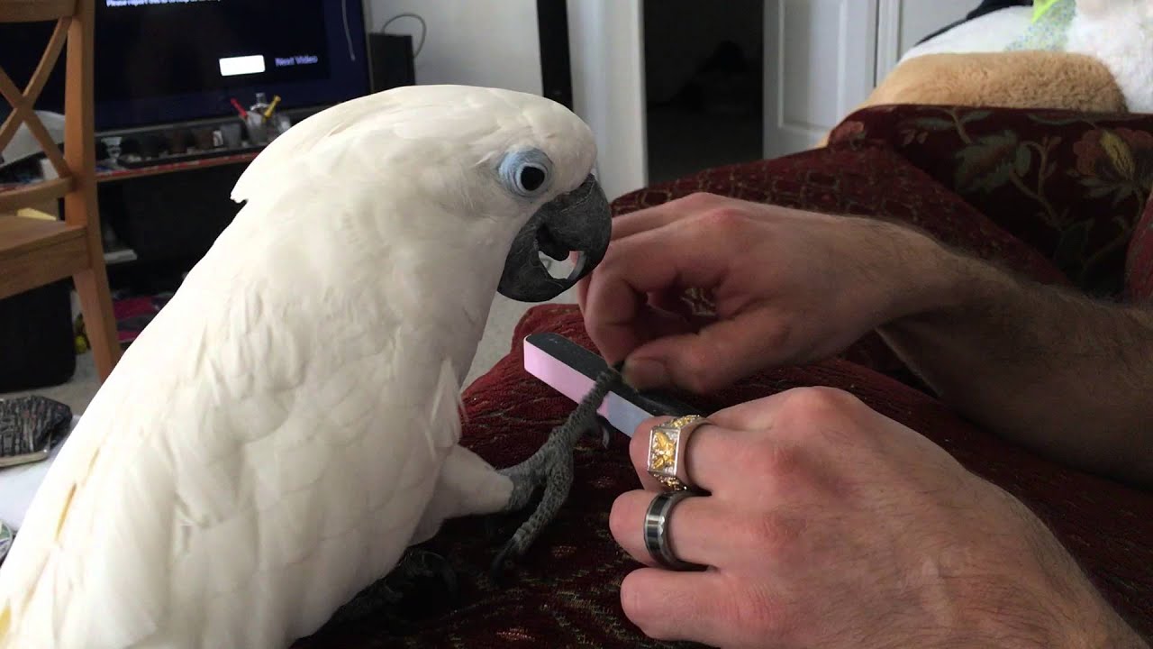 This is how he get nail cuts done :)